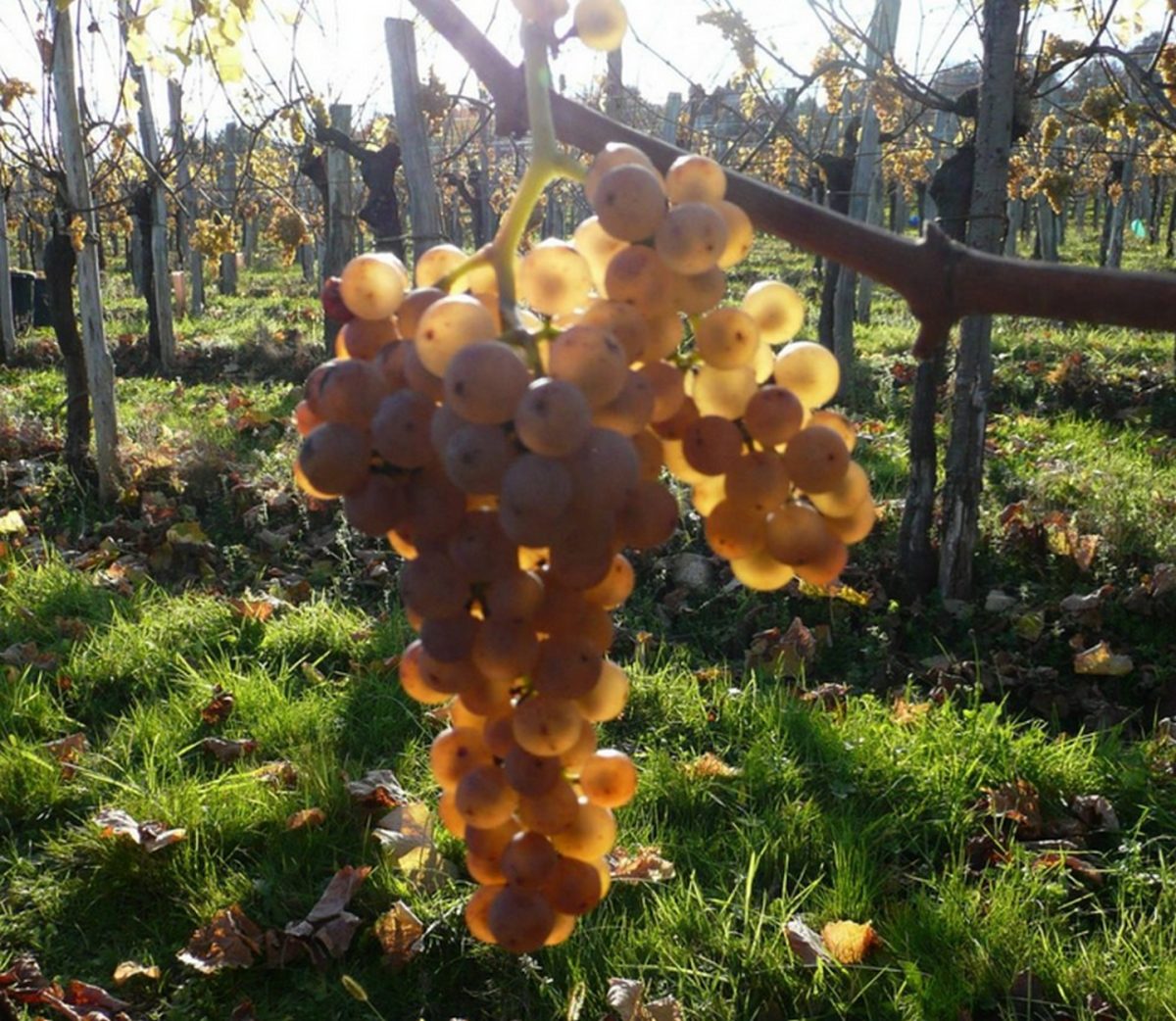 Domaine Haugarot