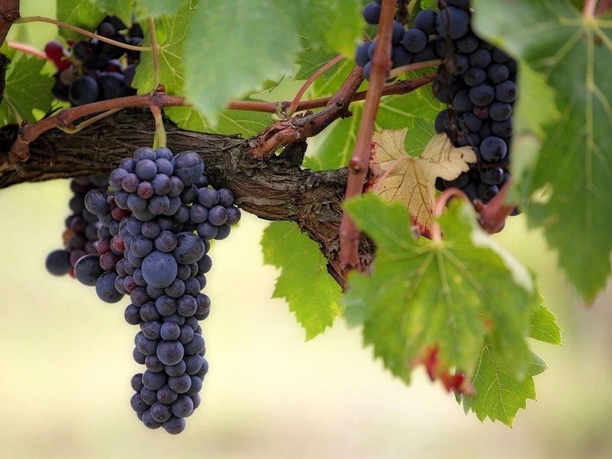 DE FERME EN FERME EN MONTAGNE NOIRE – CHÂTEAU LE BOUCHAT ALAUX