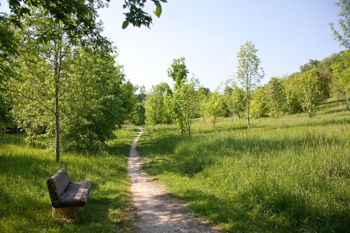 Bois de Loc Boué