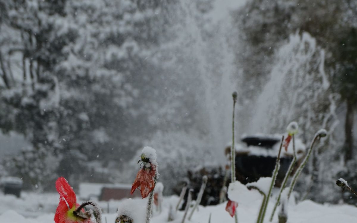 Pause archi patrimoine : l'hiver au jardin