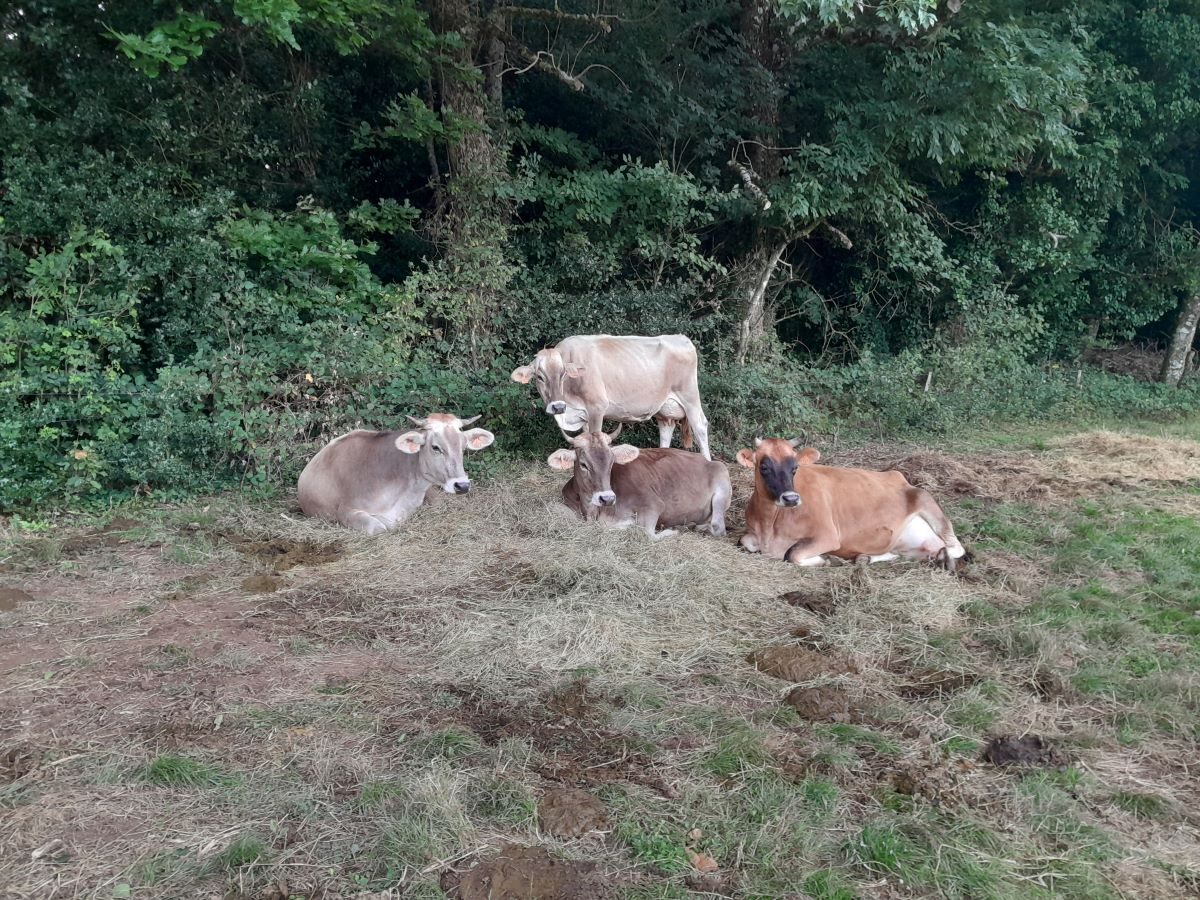 DE FERME EN FERME MONTAGNE NOIRE : LA FERME DU CAMMAS