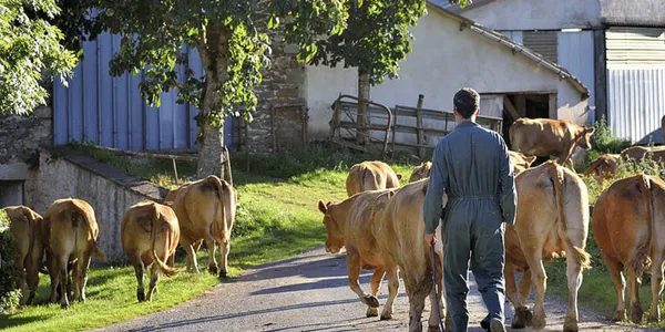 Visite de ferme du veau d'Aveyron et du Ségala