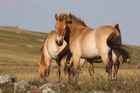 FÊTE DE LA SCIENCE : DU CHEVAL AUX ÉCOSYSTÈMES