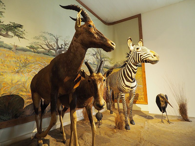 Muséum d'Histoire Naturelle