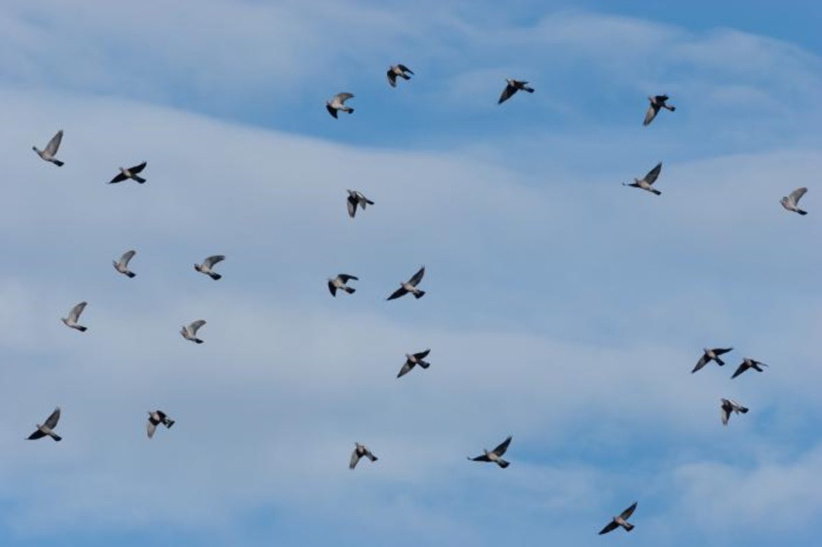 Observer les oiseaux migrateurs sur la Corniche basque