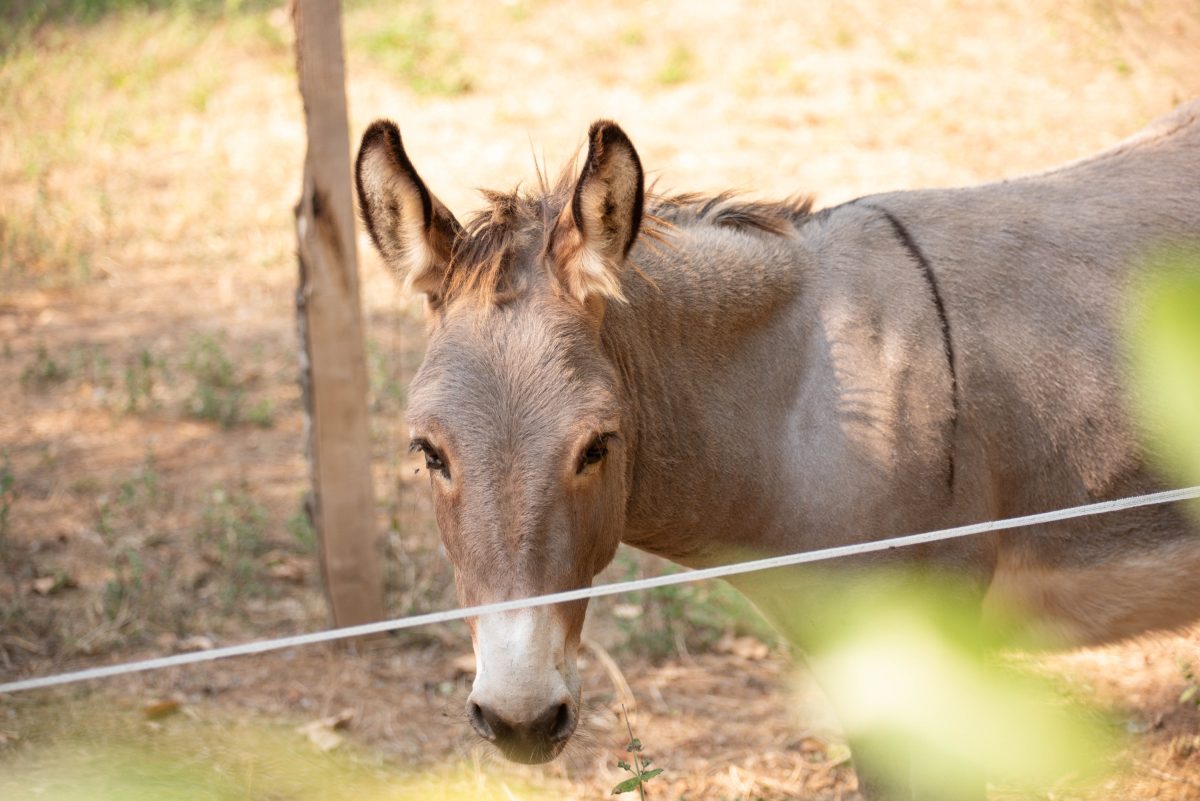 Atelier-conférence sur les animaux à la ferme : initiation à la communication animale