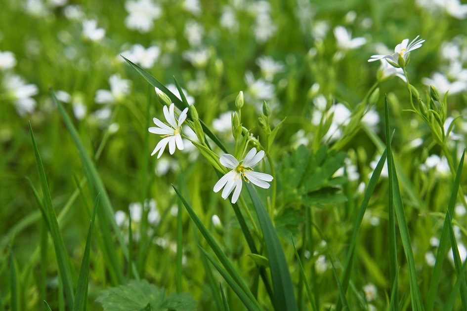 Sortie Fougères, l’élégance au bord des chemins à la Vallée de Planchetorte
