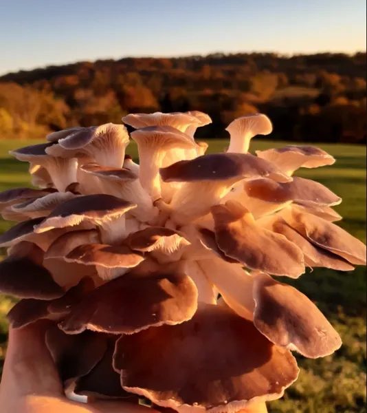 L'Atelier des Champignons