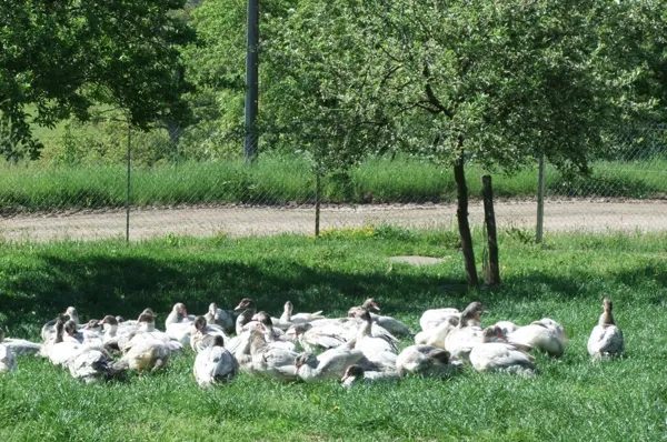 La Ferme de Mathilde