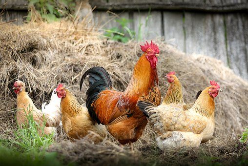 Volailles de la Ferme de Chatreix