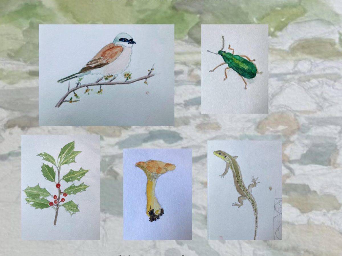 ATELIER DE DESSIN NATURALISTE