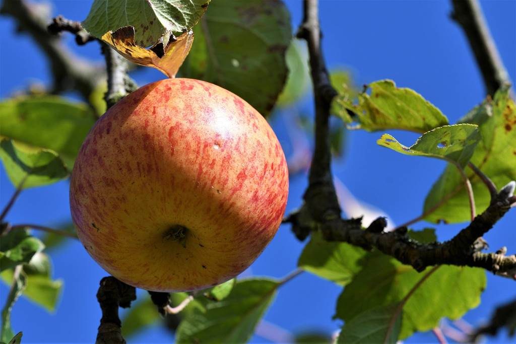 Pomme, jus de pomme, gelée de Pomme