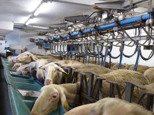 Ferme des Fleurines