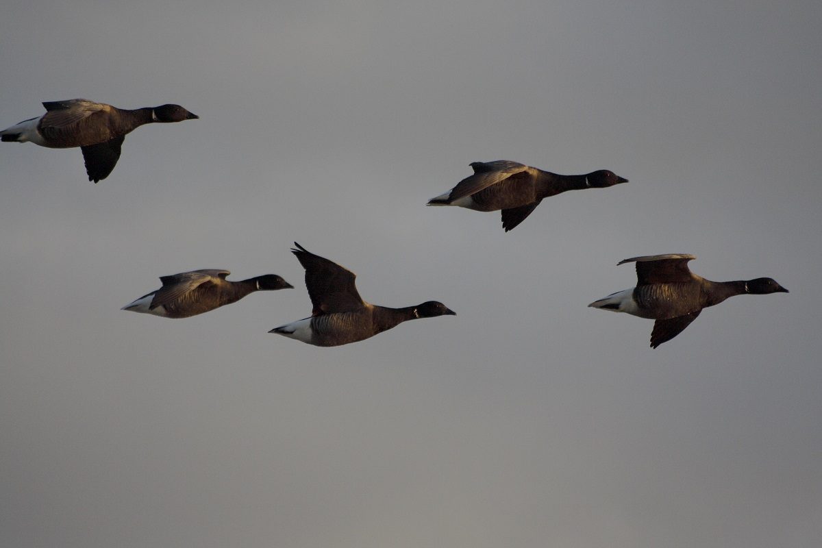 Oiseaux migrateurs des marais