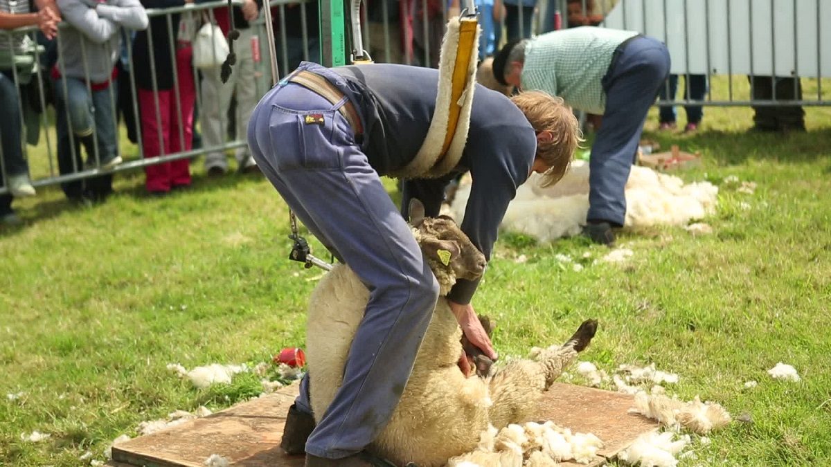 Foire aux moutons de Jobourg