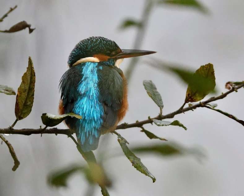 SORTIE NATURE : LES OISEAUX
