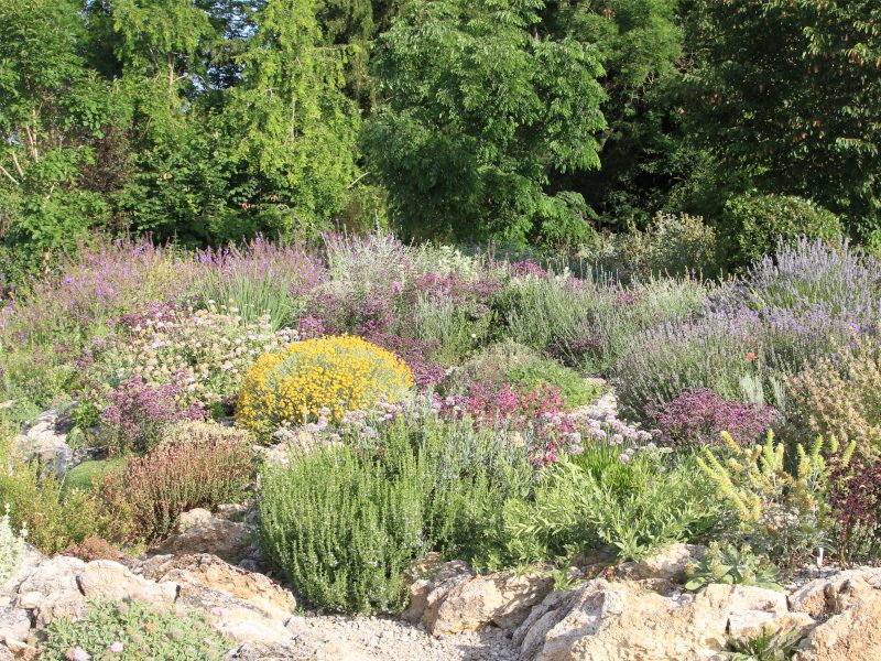 Jardin sauvage du clos Saint-Lubin