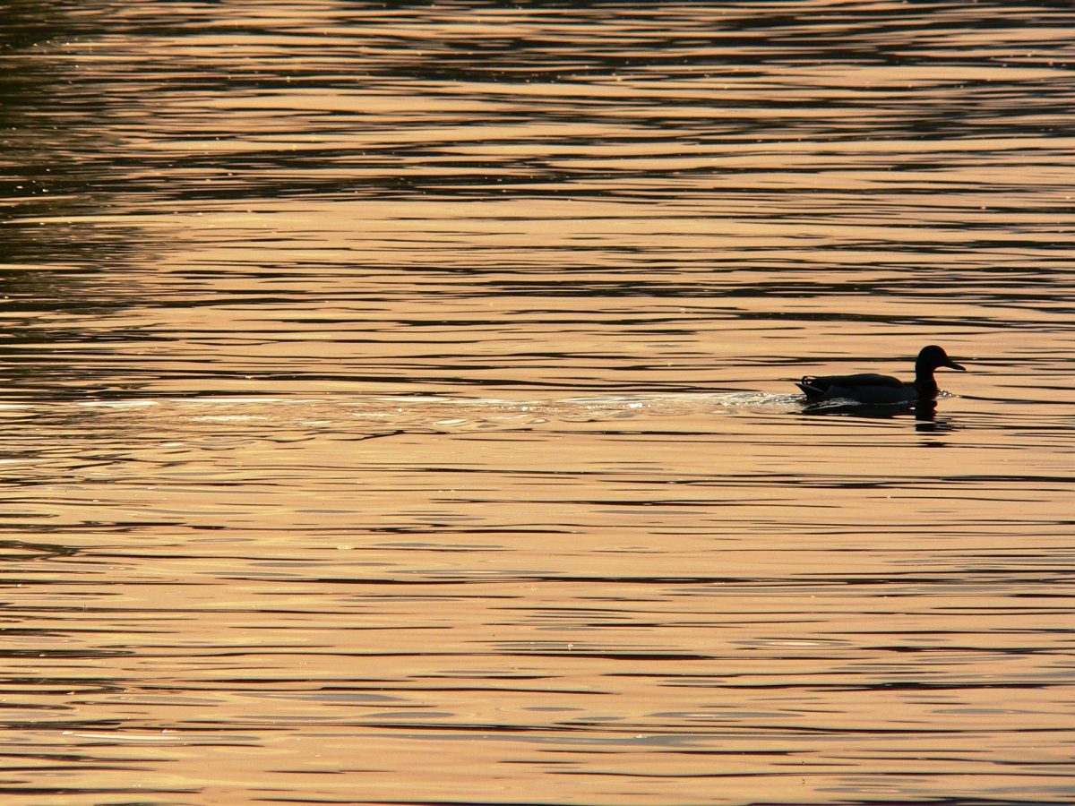 Présentation de l'exposition inédite de photos d'oiseaux "De plume et d'eau"