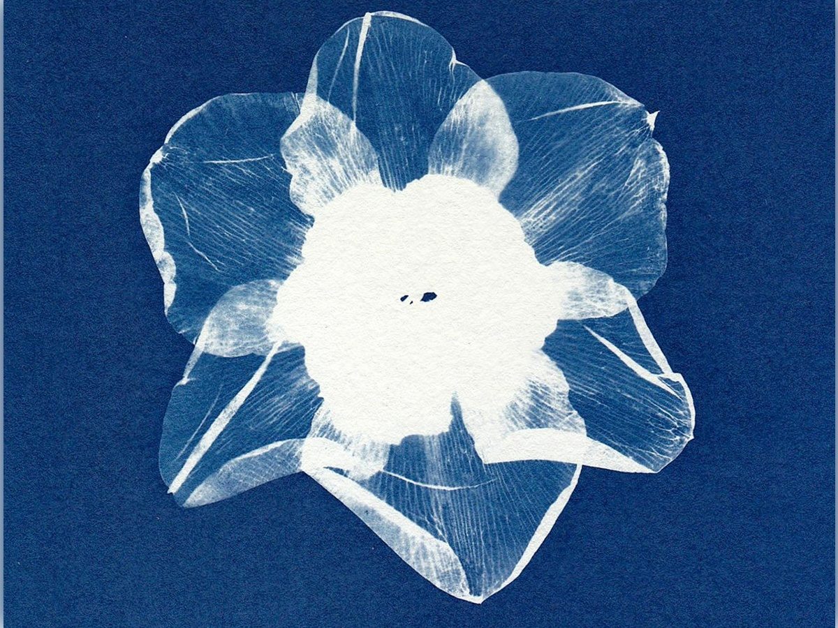 Initiation au cyanotype