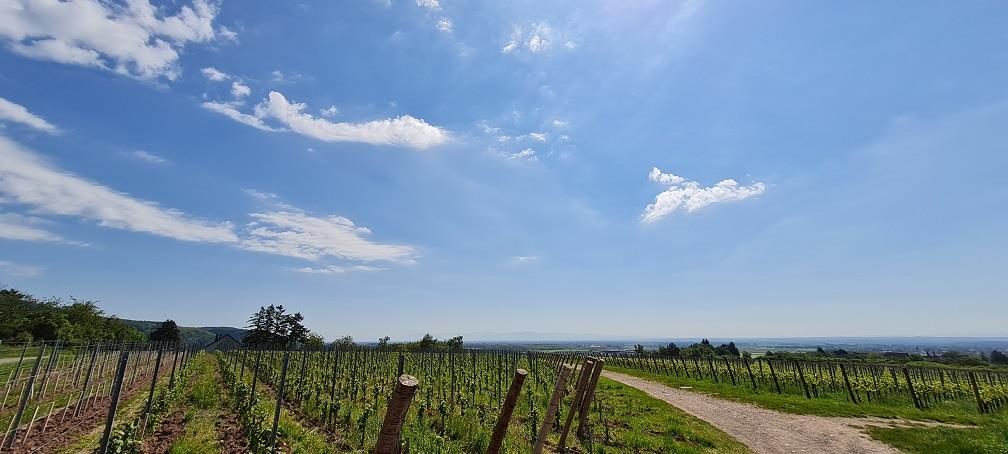 Aire de pique-nique : Vignoble de Leimbach