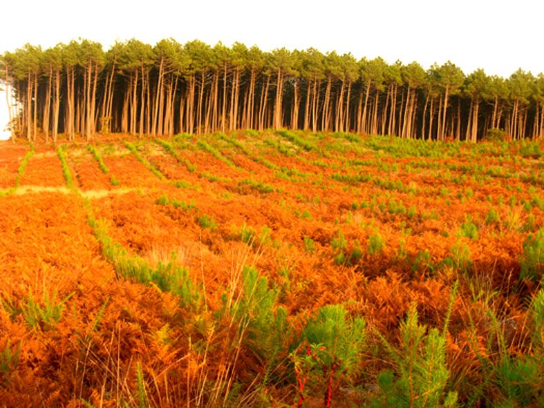 Forêt des Landes de Gascogne