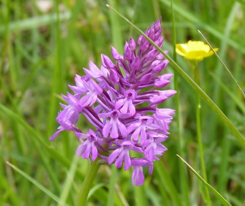 Pelouses sèches à orchidées du coteau de Lembeye