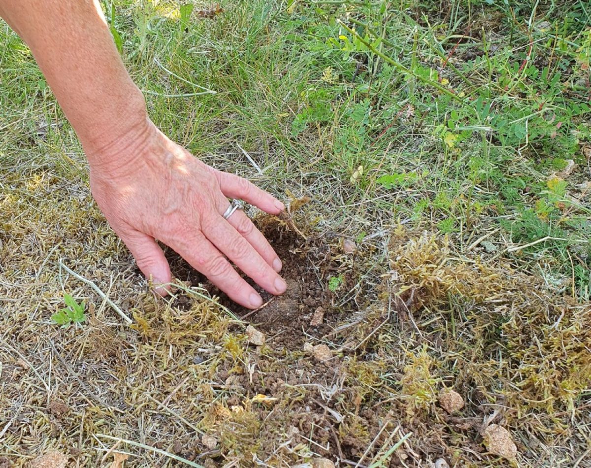 Truffes du Domaine des Claires Chênes