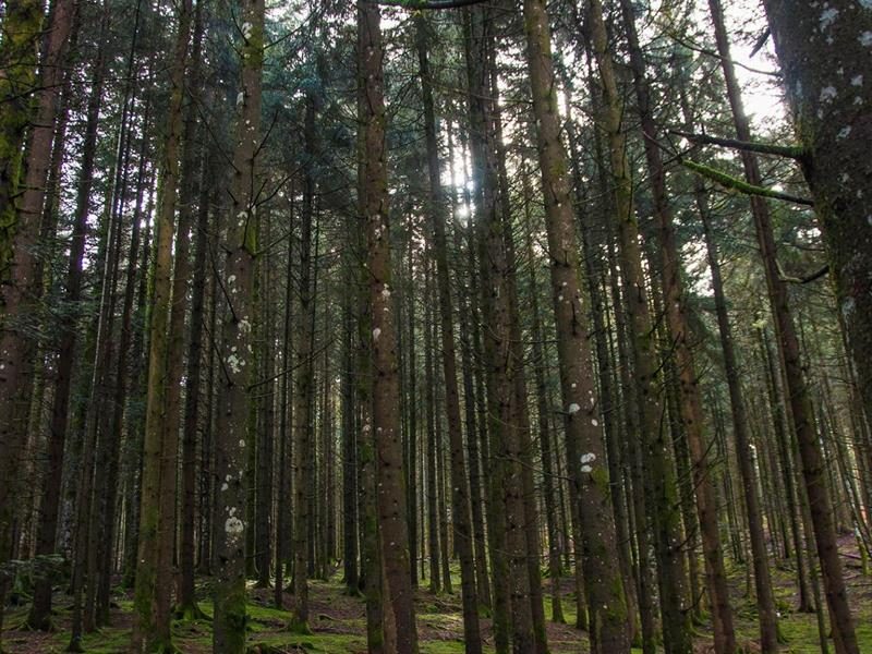 A l'écoute de la forêt, vivez l'automne autrement