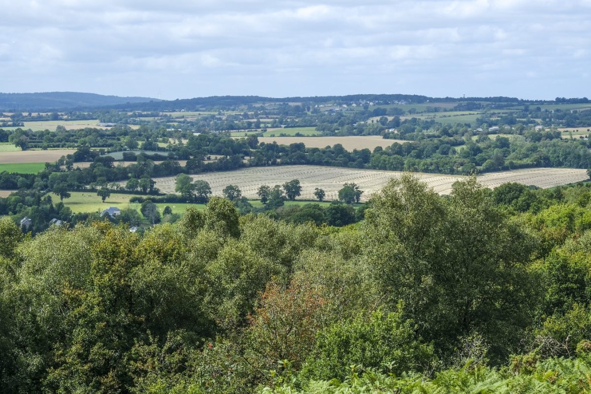 Les landes du mont Pinçon