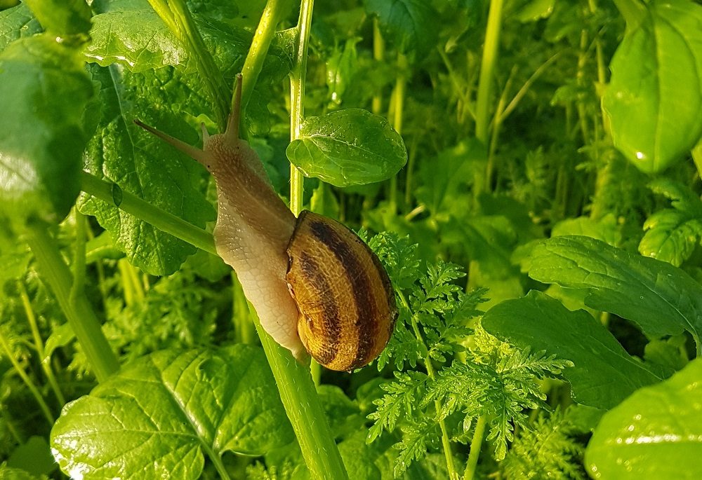 ESCARGOT DU SAINT LAURENT