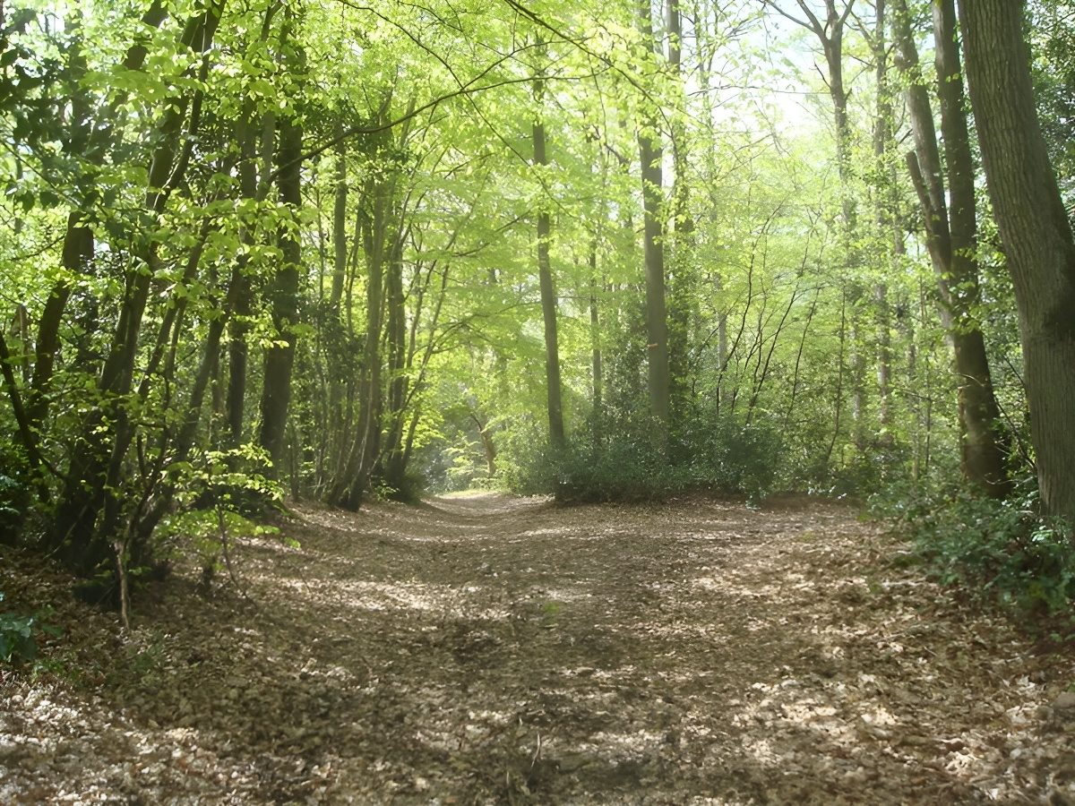 Bois de Saint-Germain le Vasson