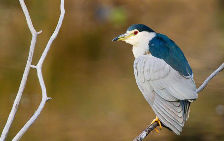 Réserve Ornithologique du Teich