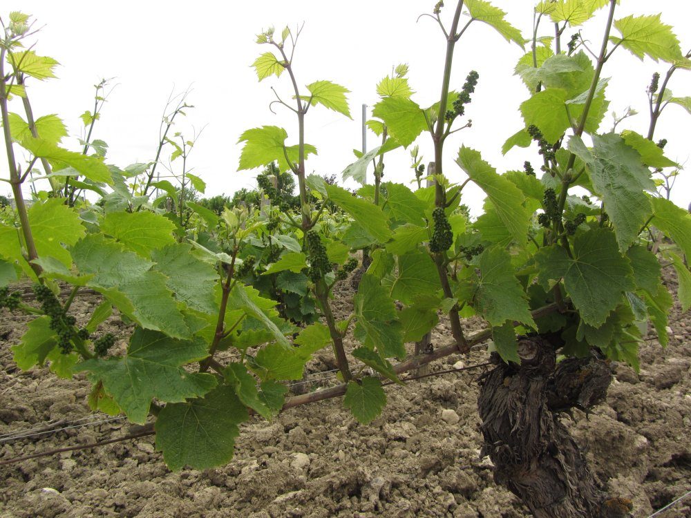 Domaine Bizet