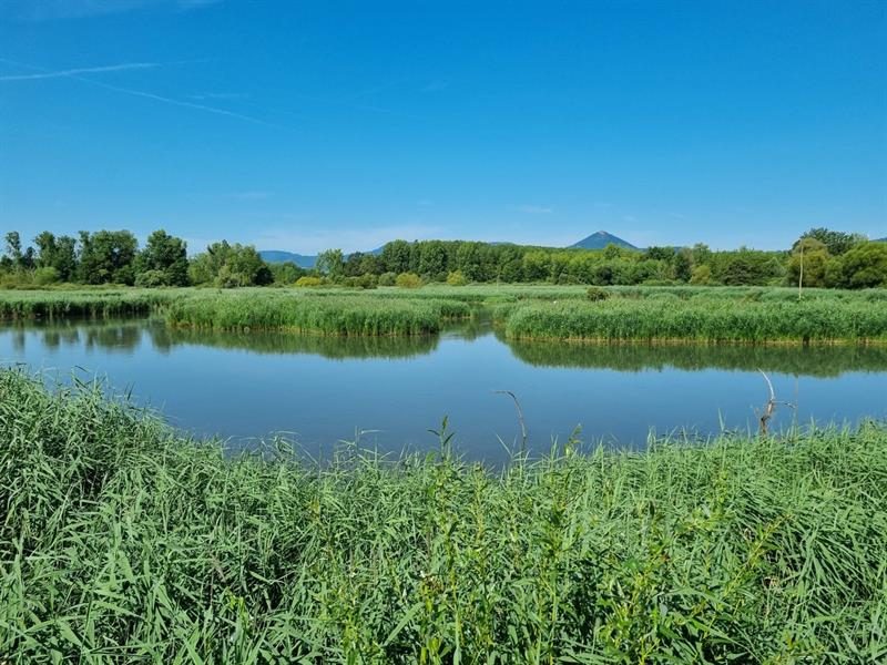 Observatoire ornithologique des Rohrmatten