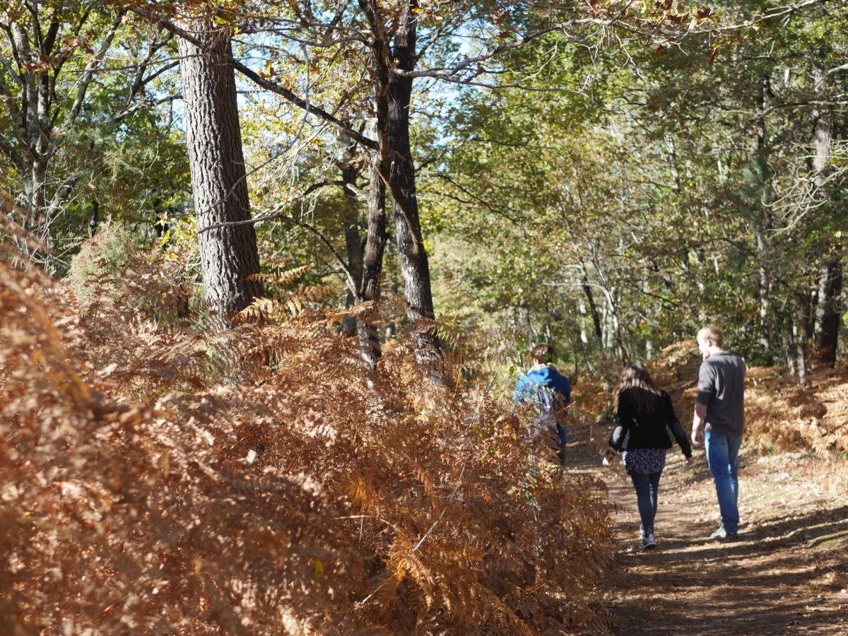 Forêt du Taillan Médoc