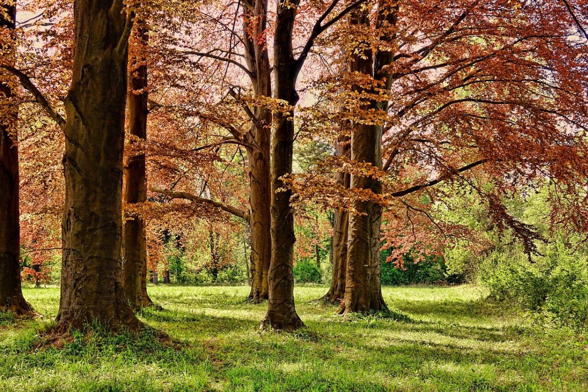 Aires de pique nique à Saint-Junien-les-Combes