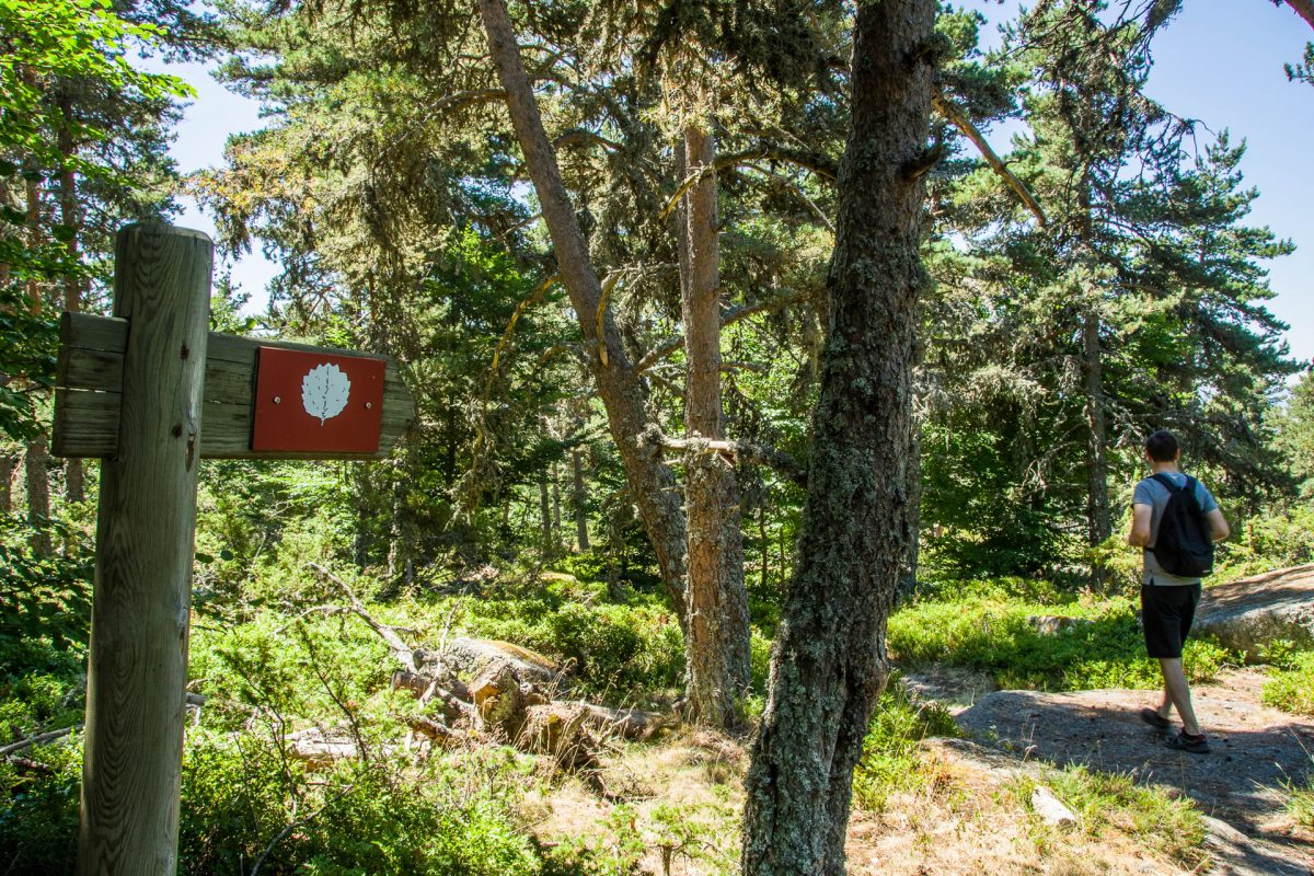 LES TOURBIÈRES DE LAJO