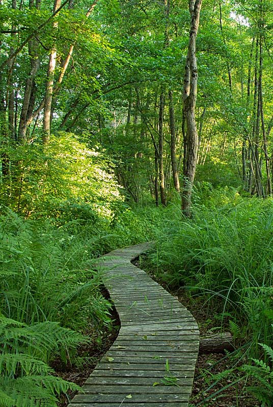 Les grands marais de Chézeaux
