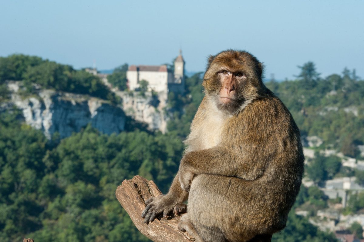 La Forêt des Singes