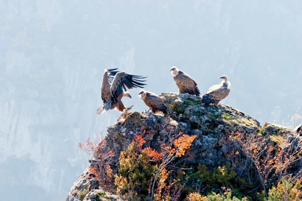 SITE NATURA 2000 - OISEAUX