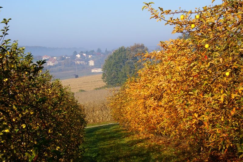 Vergers des Grangiers