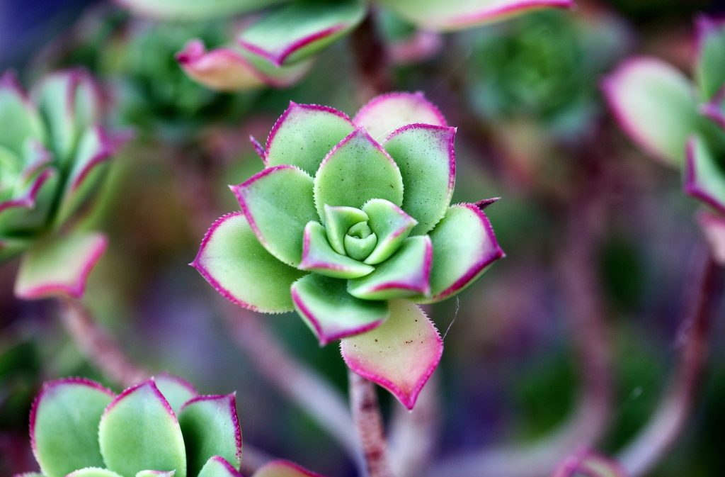 Troc aux plantes