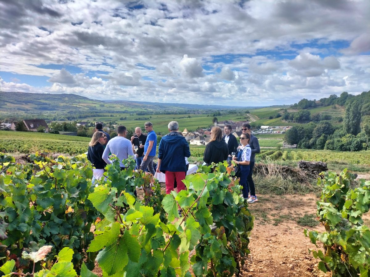 Sur les pas du vigneron - visite du vignoble à pied, dégustations, atelier muret pierres sèches - guide local