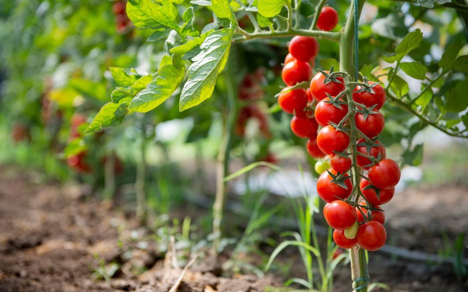 Les tomates de Courceroy