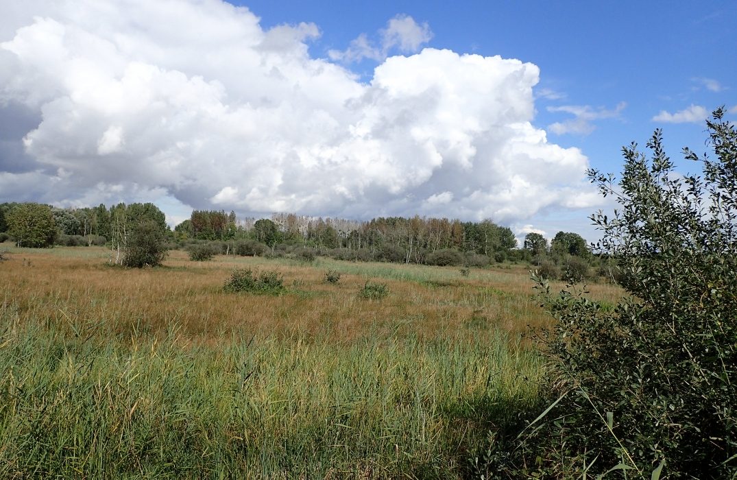 Les Marais de Sacy