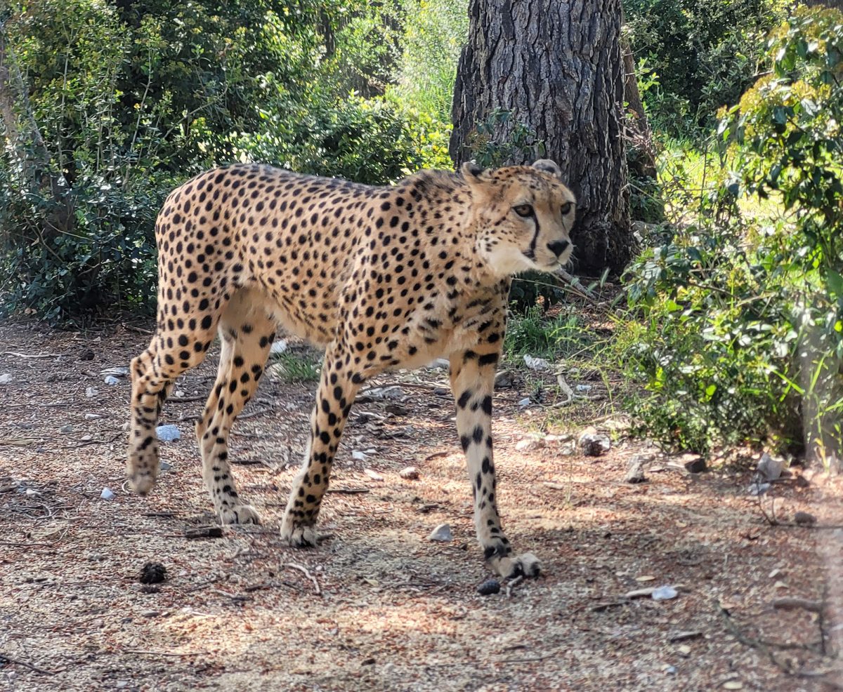 ZOO DE MONTPELLIER