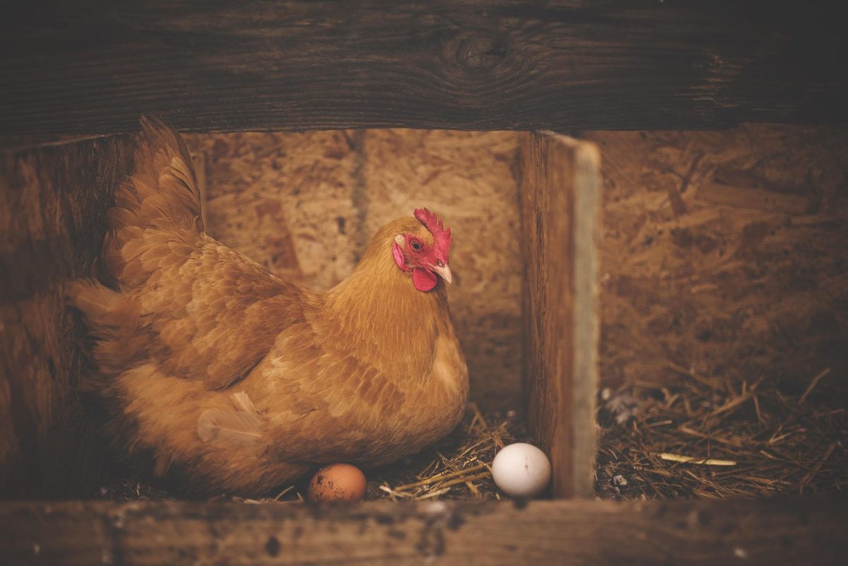 Atelier alimentation des volailles, duo parent-enfant à la ferme