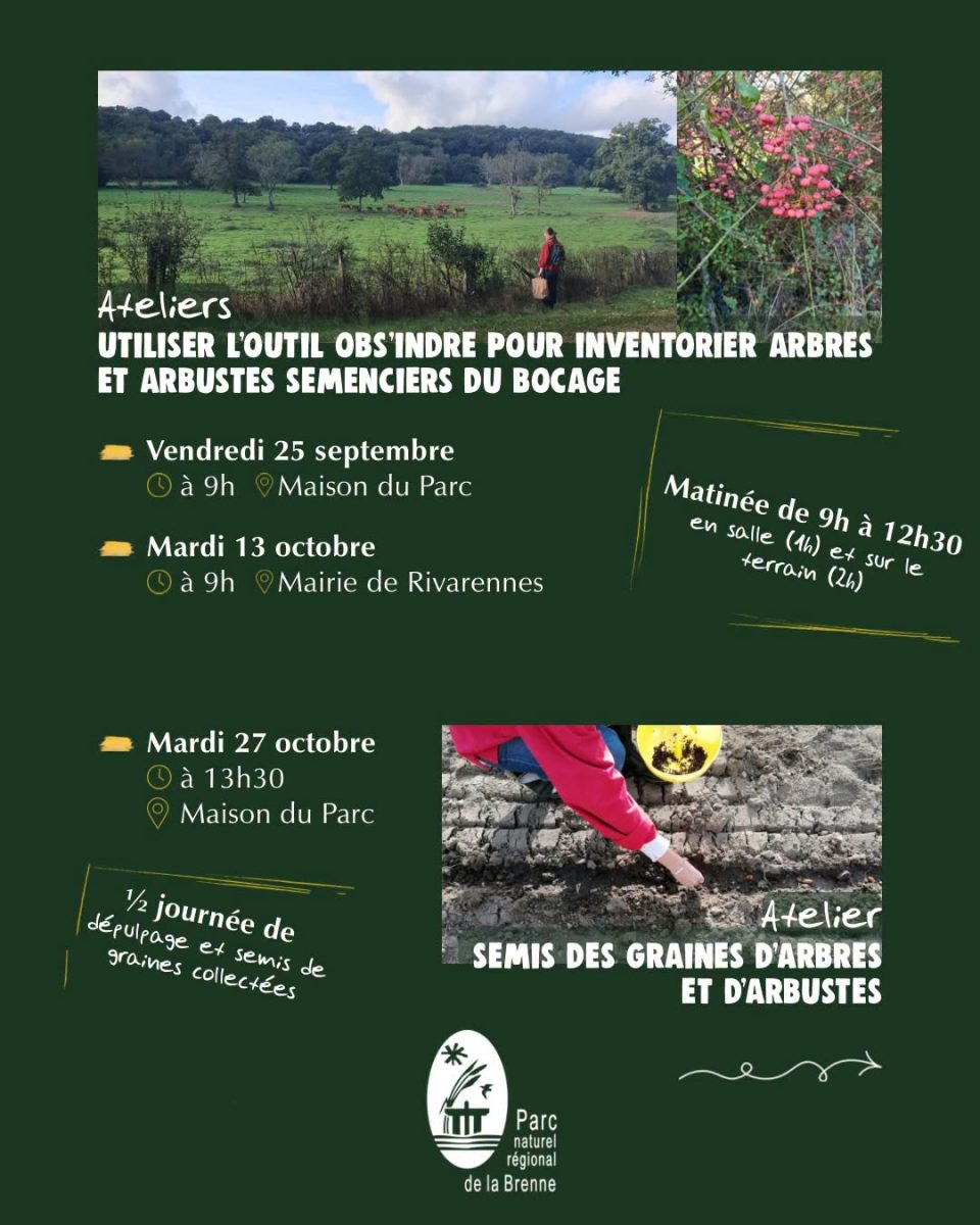 Atelier semis des graines d’arbres et arbustes collectés