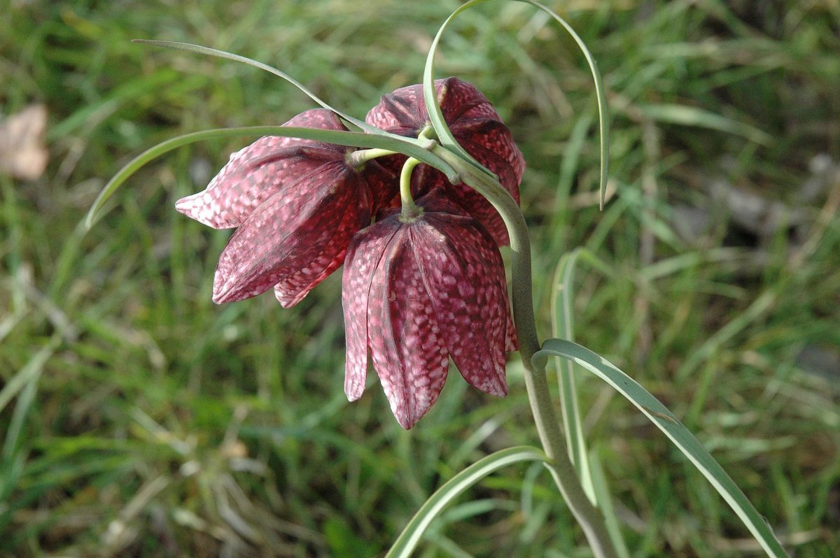 Les Prairies de Beauvoir