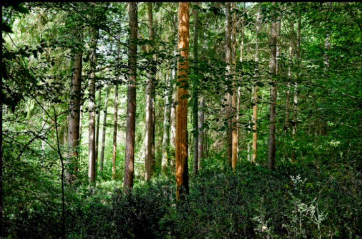 EXPOSITION - UN REGARD SUR LA FORÊT